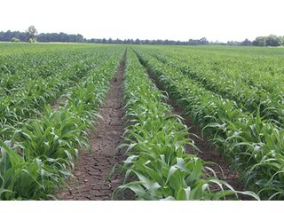 Property photo 6 - MID-DELTA REGION PRODUCTIVE CROPLAND AUCTION - 4,783+/- ACRES OFFERED IN 10 TRACTS